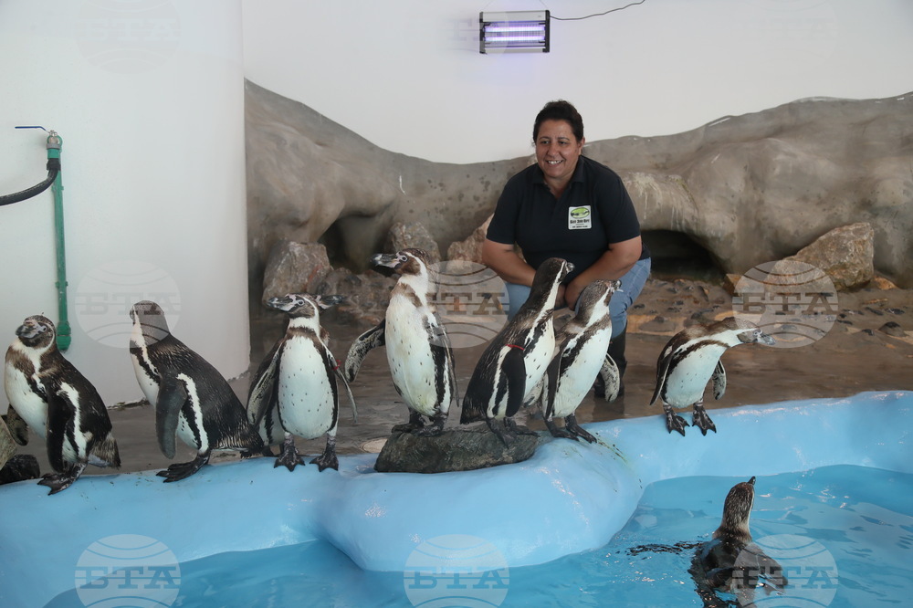 Четири млади пингвина пристигнаха от Дания в зоопарка в Белград 