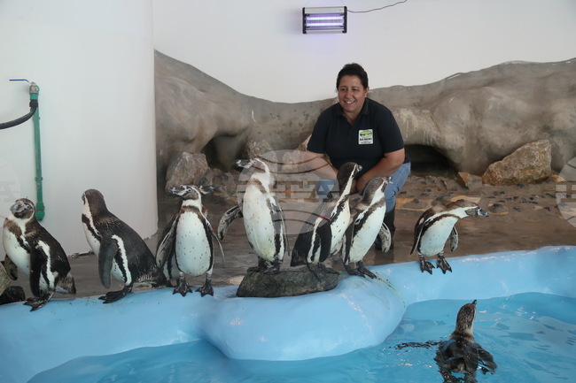 Пингвинът Перо и морският лъв Берт понасят добре високите температури в зоопарка в Белград 