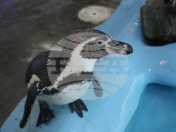 Сърбия - зоопарк - топло време