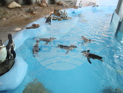 Сърбия - зоопарк - топло време