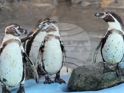 Сърбия - зоопарк - топло време