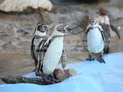 Сърбия - зоопарк - топло време