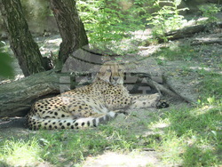 Сърбия - зоопарк - топло време