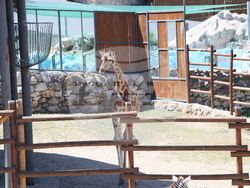 Сърбия - зоопарк - топло време