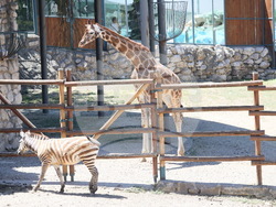 Сърбия - зоопарк - топло време