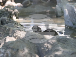 Сърбия - зоопарк - топло време