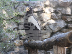 Сърбия - зоопарк - топло време