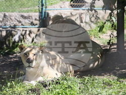 Сърбия - зоопарк - топло време