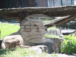 Сърбия - зоопарк - топло време