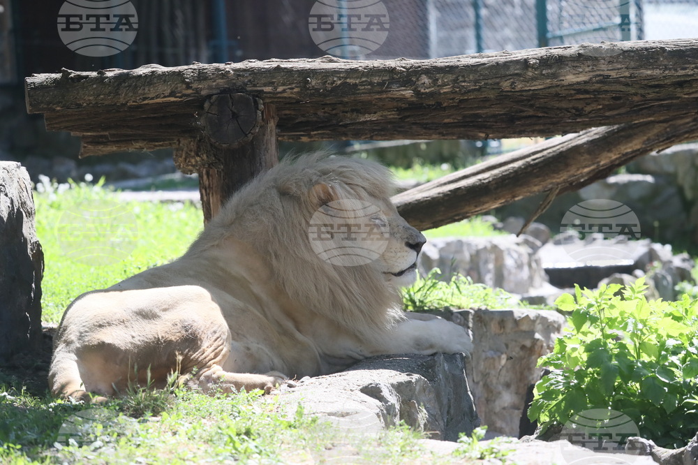 Лъв, избягал от зоопарк в Турция, е застрелян