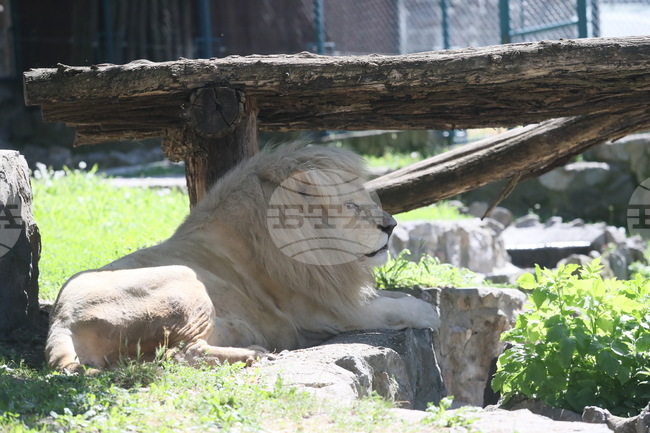 Лъв, избягал от зоопарк в Турция, е застрелян