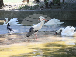 Сърбия - зоопарк - топло време
