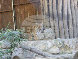 Сърбия - зоопарк - топло време