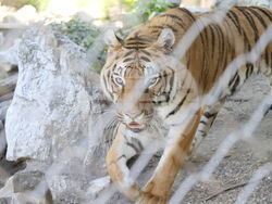 Сърбия - зоопарк - топло време