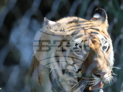 Сърбия - зоопарк - топло време
