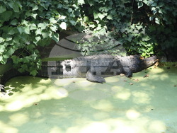 Сърбия - зоопарк - топло време