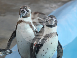 Сърбия - зоопарк - топло време