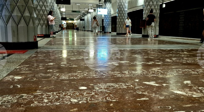 Фосили на 65 000 години могат да бъдат видени на една от спирките на метрото в Букурещ 