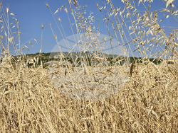 Село Камен -  Празник на жътвата