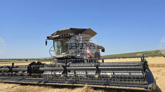 Събраната реколта от пшеница е с над 10 на сто повече спрямо миналогодишната, при кайсиите - с 95,6 надолу, сочат междинни данни на МЗХ