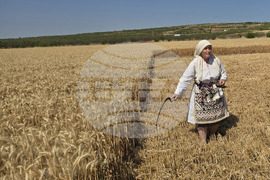 Село Камен -  Празник на жътвата