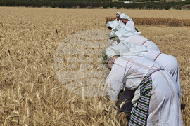 Село Камен -  Празник на жътвата