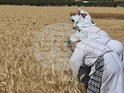 Село Камен -  Празник на жътвата