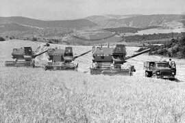 Жътва  в кюстендилското село  Невестино