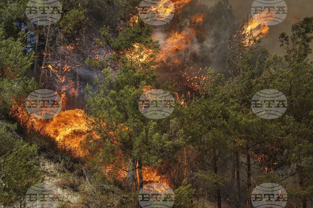 Syria Wildfires