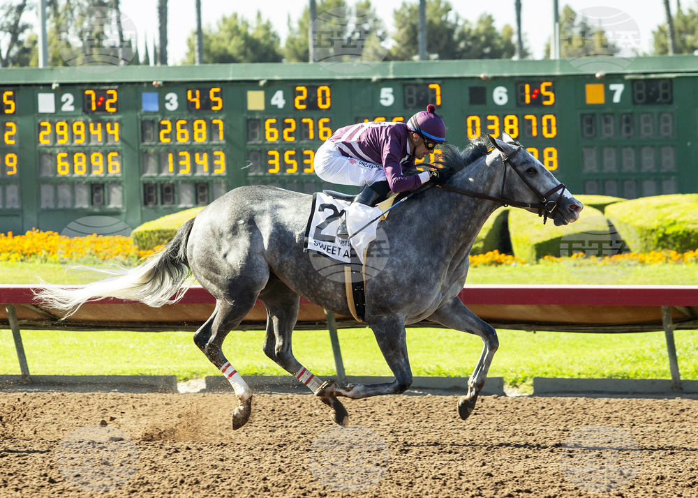 Los Alamitos Horse Racing