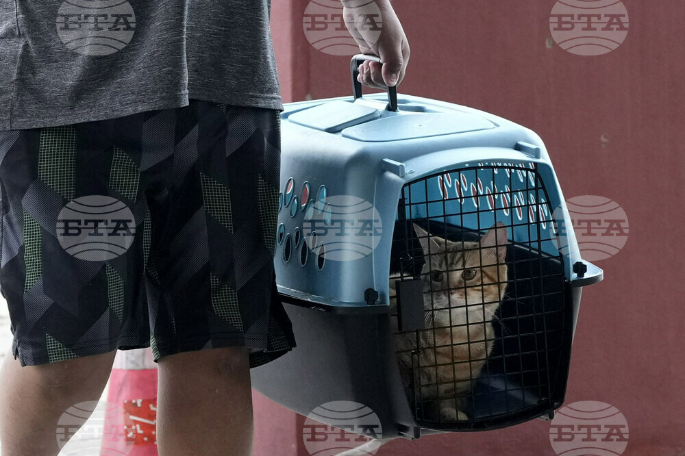 Hurricane Pets-What to Know
