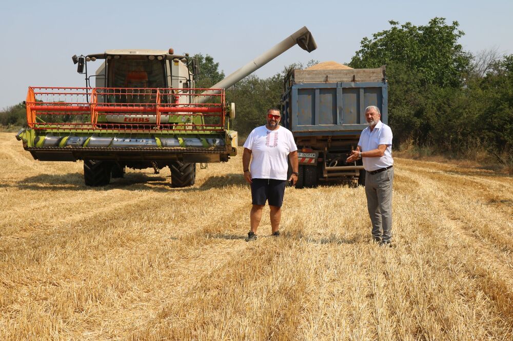 ОА Русе: Жътвената кампания в Русенско е в разгара си, добивът на пшеница е добър, но изкупните цени продължават да падат
