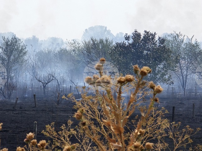 За едно денонощие в Сърбия се случиха 200 пожара, един човек загина