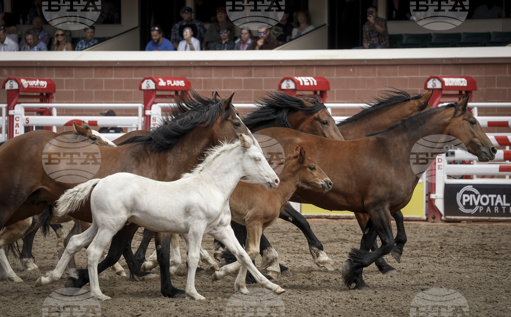 Calgary Stampede Rodeo
