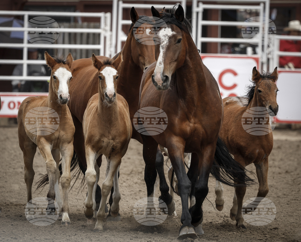 Calgary Stampede Rodeo