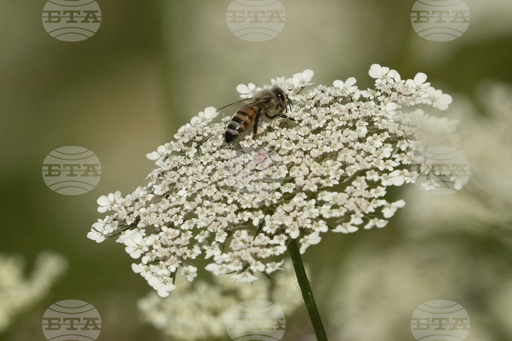 France Bee Attack