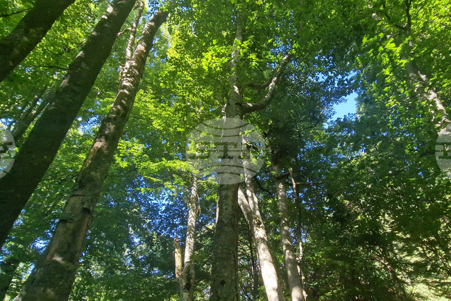 Летен излет организираха от Българското училище „АзБуки” във Фрайбург