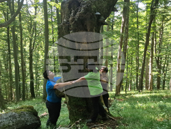 Троян - резерват „Стенето“ - вековна букова гора - ЮНЕСКО