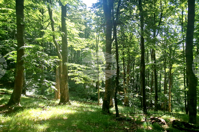 Работещите в държавните горски и ловни стопанства ще блокират магистрала "Тракия" на 14 юли с искания за по-добри заплащане и условия на труд