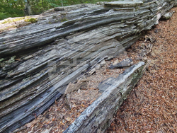 Троян - резерват „Стенето“ - вековна букова гора - ЮНЕСКО