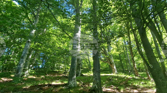 България стана част от глобална мрежа за устойчиво управление на горите, съобщи WWF