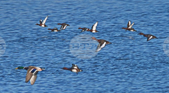 Srebarna Nature Museum Director Elena Ilieva Highlights Reserve’s Rich Biodiversity