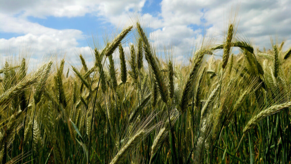 Crop of the Future: Triticale Shows More Resilience and Wider Applicability than Wheat