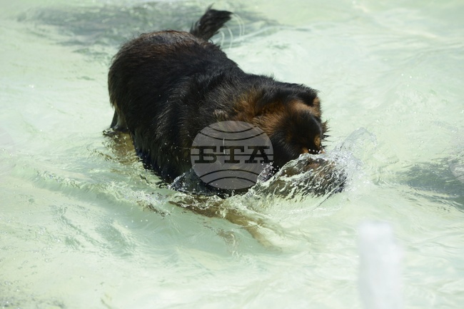 Над 180 акта за нарушения на стопани на домашни кучета са съставени в София от началото на година