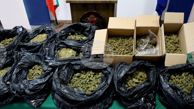 Varna Police Seize Marijuana Worth BGN 250,000