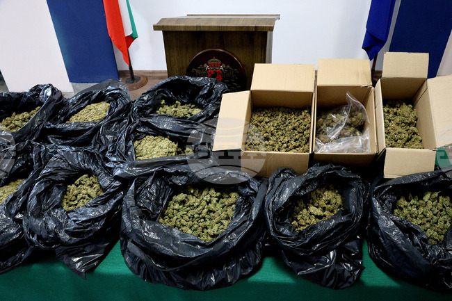 Съдът във Варна остави в ареста обвиняем за отглеждане и държане на марихуана с цел разпространение