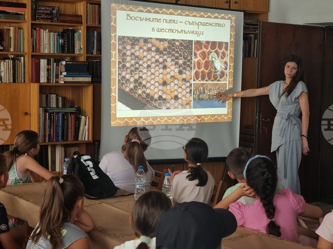 Кърджали - музей - пчели