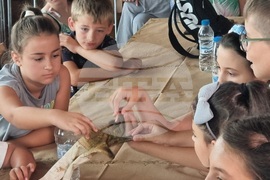 Кърджали - музей - пчели