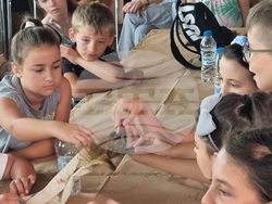 Кърджали - музей - пчели