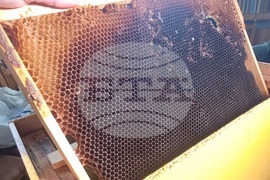 Кърджали - музей - пчели